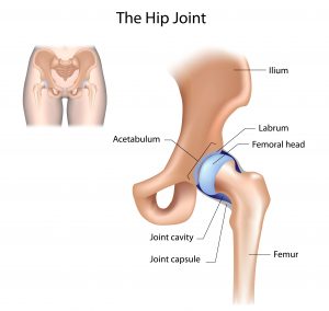 Torn Labrum After an Accident | The Vrana Law Firm ... labelled diagram of hip bone 